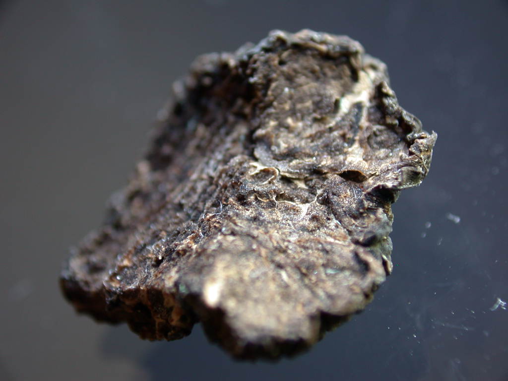 Con l''aiuto del microscopio... QUIZ